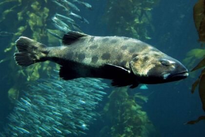 Coral Island Giant Sea Bass